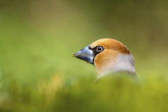 Hawfinch (Coccothraustes coccothraustes) male, Netherlands