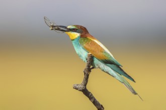 European Bee-eater (Merops apiaster) perched on a branch with an insect in its beak, Lesvos, Greece