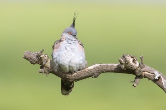 Crested Pigeon (Ocyphaps lophotes) perched on a branch, Victoria, Australia