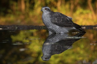 Northern Goshawk (Accipiter gentilis) at a waterhole, Subotica, Serbia