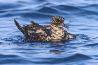 Sooty Shearwater (Ardenna grisea), Eilat, Israel