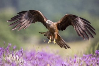 Black Kite (Milvus migrans) landing, Madrid, Spain