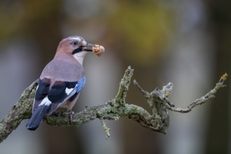 Eurasian Jay (Garrulus glandarius) with walnut in beak, Saxony-Anhalt, Germany