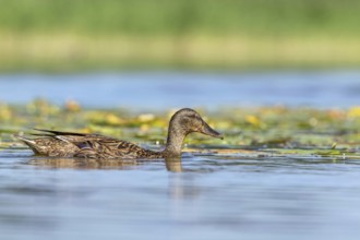 Mallard (Anas platyrhynchos) juvenile, Mecklenburg-Western Pomerania, Germany