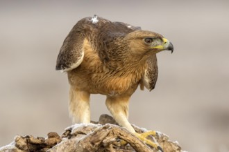 Bonelli's Eagle (Aquila fasciata) juvenile, Castile-La Mancha, Spain