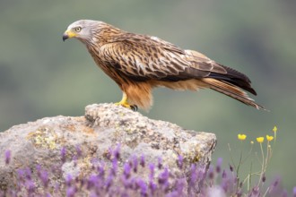 Red Kite (Milvus milvus) perched on a rock, Madrid, Spain