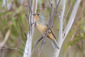 Red-lored Whistler (Pachycephala rufogularis) male perched on a branch, Victoria, Australia