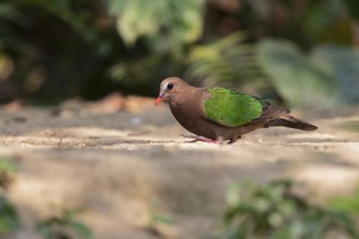 Common Emerald Dove (Chalcophaps indica) female, Yunnan, China
