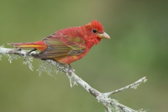 Summer Tanager (Piranga rubra) male perched on a branch, Texas, USA