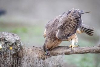Bonelli's Eagle (Aquila fasciata) juvenile, Castile-La Mancha, Spain