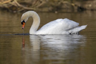 Mute Swan (Cygnus olor), Baden-Wuerttemberg, Germany