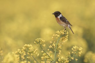 European Stonechat (Saxicola rubicola) male perched in a rape field, Poland