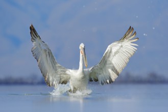 Dalmatian pelican, Pelecanus crispus, in Lake Kerkini, Greece. Palican with open wing, hunting