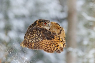 Flying Eurasian Eagle owl with open wings with snowflakes in snowy forest during cold winter