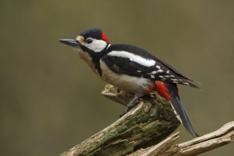 Great Spotted Woodpecker (Dendrocopos major) male, Utrecht, Netherlands