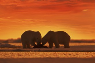 Two polar bears with killed seal. White bear feeding on drift ice with snow, Svalbard, Norway.