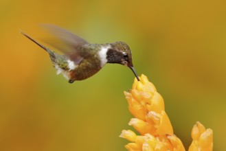 Humminbird frm Colombia in the bloom flower, Colombia, wildlife from tropic jungle. Wildlife scene