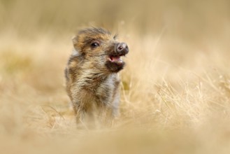 Cute animal in forest. Portrait of wild pig, grass meadow. Young Wild boar, Sus scrofa, running in