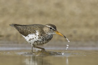 Spotted Sandpiper (Actitis macularius) foraging, North Rhine-Westphalia, Germany