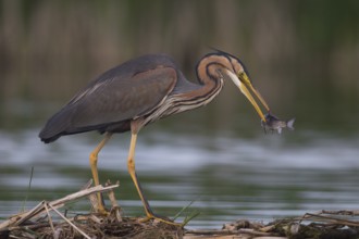 Purple Heron (Ardea purpurea) with fish prey in beak, Subotica, Serbia