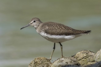 Waldwasserläufer (Tringa ochropus) Green Sandpiper