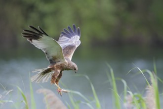 Rohrweihe, lat. Circus aeruginosus; Männchen im Flug mit Kaninchenbein als Beute über Schilfkante