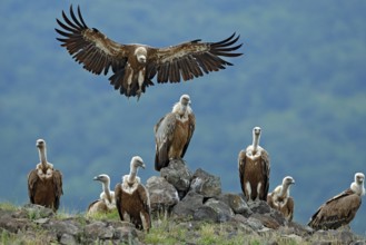Griffon Vulture, Gyps fulvus, big birds of prey sitting on stone, rock mountain, nature habitat,