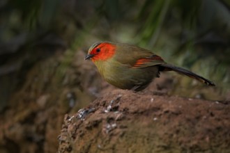 Scarlet-faced liocichla, Liocichla ripponi, bird with red face from Vietnam and China. Animal from