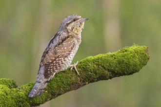 Eurasian Wryneck (Jynx torquilla) male perched on a mossy branch, Poland