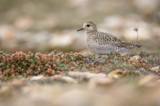 European golden plover (Pluvialis apricaria), resting during his migration travel to the south,