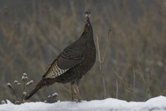 Wild Turkey (Meleagris gallopavo) female, Ontario, Canada