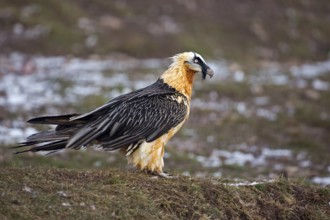Bearded Vulture (Gypaetus barbatus), Catalonia, Spain