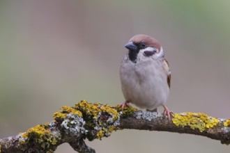 Eurasian Tree Sparrow (Passer montanus), Carinthia, Austria