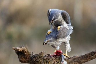 Northern Goshawk (Accipiter gentilis) pair mating, Zaragoza, Spain
