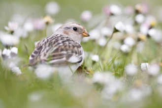Snow Bunting (Plectrophenax nivalis), Asturias, Spain