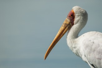 Yellow-billed Stork (Mycteria ibis), Mpumalanga, South Africa