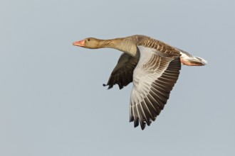 Greylag Goose (Anser anser) flying, Lake Neusiedl, Austria