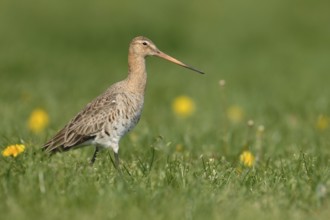Black-tailed Godwit (Limosa limosa)