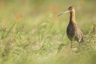 Black-tailed Godwit (Limosa limosa) male, Texel, Netherlands