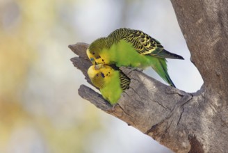 Budgerigar (Melopsittacus undulatus), Queensland, Australia