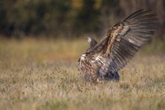 White-tailed Eagle (Haliaeetus albicilla), Kutno, Poland