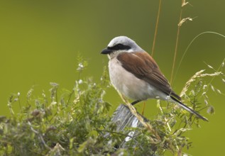 Red-backed Shrike (Lanius collurio) male, Mecklenburg-Western Pomerania, Germany