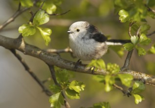 Long-tailed Tit (Aegithalos caudatus), Mecklenburg-Western Pomerania, Germany