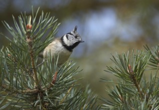 European Crested Tit (Lophophanes cristatus), Mecklenburg-Western Pomerania, Germany