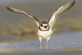 Wilson's Plover (Charadrius wilsonia), Florida, USA