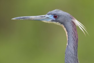 Tricolored Heron (Egretta tricolor), Florida, USA