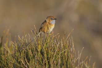 Southern Emu-wren (Stipiturus malachurus), New South Wales, Australia