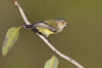 Weebill (Smicrornis brevirostris), Victoria, Australia