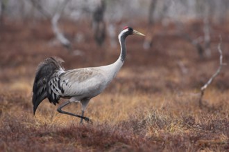 Common Crane (Grus grus), Sweden