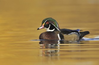 Wood Duck (Aix sponsa) male, British Columbia, Canada